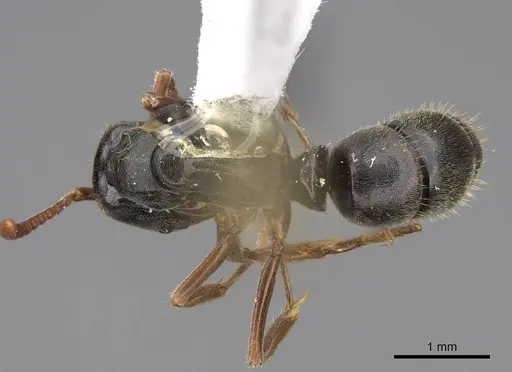Mayaponera cernua specimen CASENT0923098 image casent0923098_1