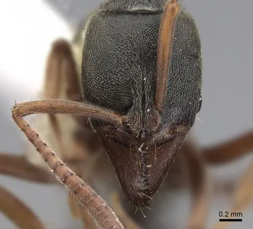 Mayaponera cernua specimen CASENT0923098 image casent0923098_2