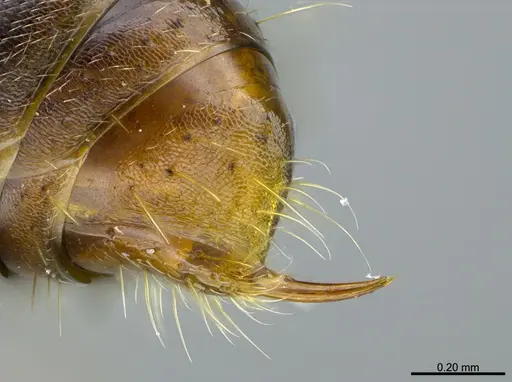 Mayaponera cernua specimen CASENT0923098 image casent0923098_4