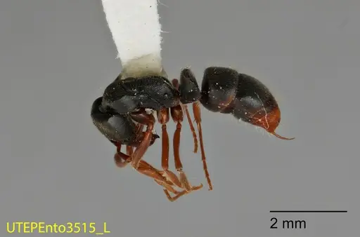 Mayaponera cernua specimen UTEPENTO3515 image utepento3515_1