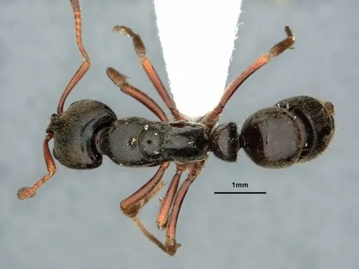 Mayaponera conicula specimen CASENT0882077 image casent0882077_1