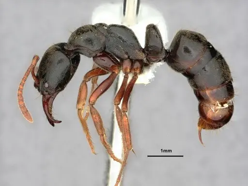 Mayaponera conicula specimen CASENT0882077 image casent0882077_3