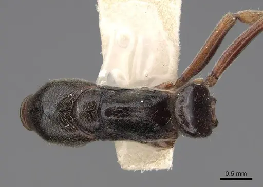 Mayaponera conicula specimen CASENT0923099 image casent0923099_1