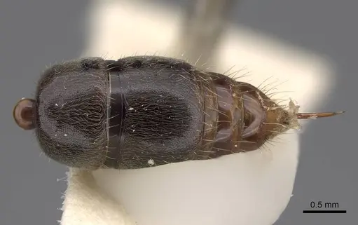 Mayaponera conicula specimen CASENT0923099 image casent0923099_2