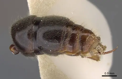 Mayaponera conicula specimen CASENT0923099 image casent0923099_5