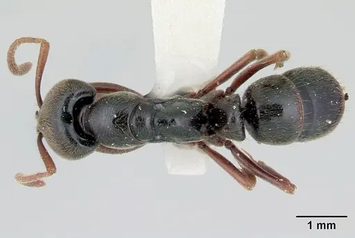 Mayaponera pergandei specimen CASENT0178686 image casent0178686_1