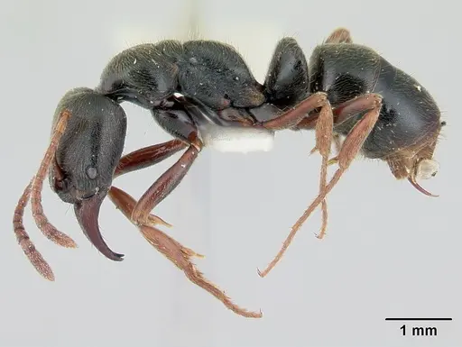 Mayaponera pergandei specimen CASENT0178686 image casent0178686_3