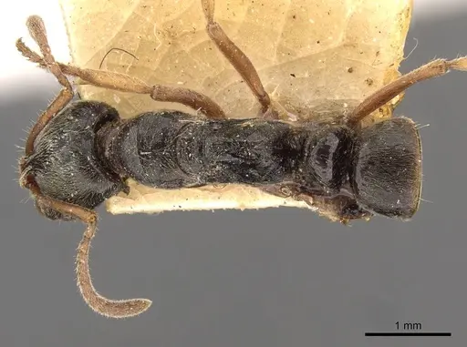 Mayaponera pergandei specimen CASENT0907280 image casent0907280_1