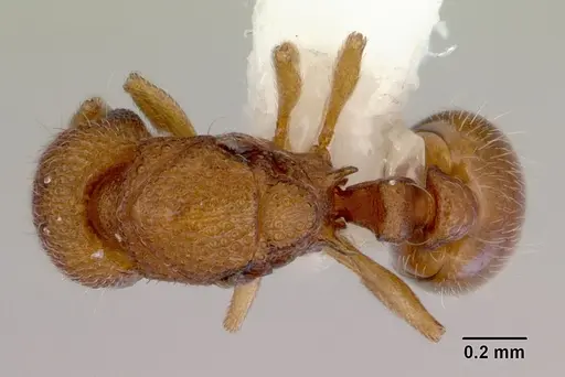 Mayriella abstinens specimen CASENT0172348 image casent0172348_1
