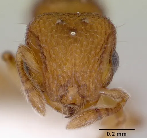 Mayriella abstinens specimen CASENT0172348 image casent0172348_2