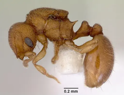 Mayriella abstinens specimen CASENT0172348 image casent0172348_3