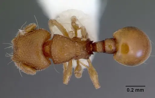 Mayriella abstinens specimen CASENT0172349 image casent0172349_1