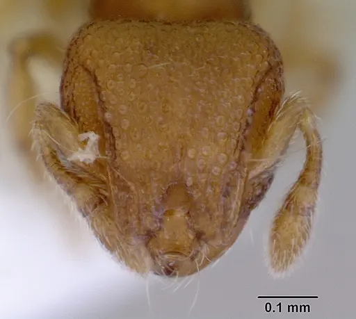 Mayriella abstinens specimen CASENT0172349 image casent0172349_2