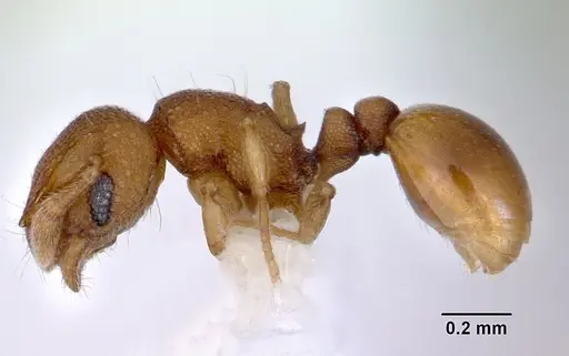 Mayriella abstinens specimen CASENT0172349 image casent0172349_3