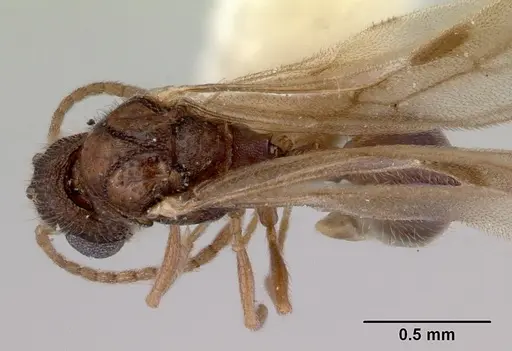 Mayriella abstinens specimen CASENT0172350 image casent0172350_1