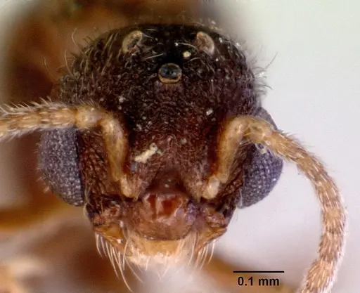 Mayriella abstinens specimen CASENT0172350 image casent0172350_2