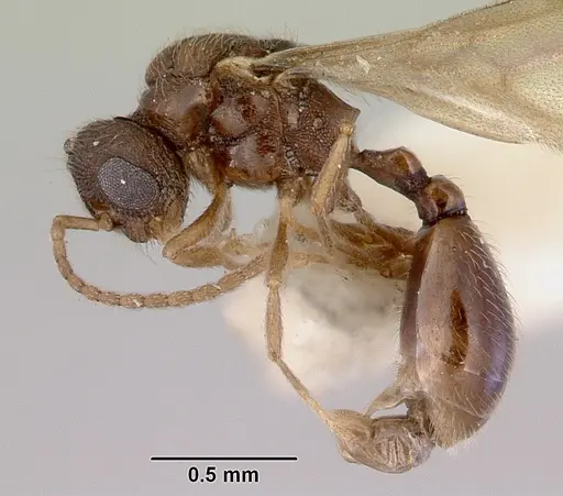 Mayriella abstinens specimen CASENT0172350 image casent0172350_3