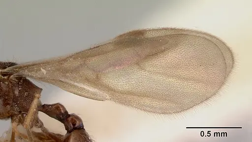 Mayriella abstinens specimen CASENT0172350 image casent0172350_4
