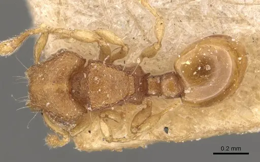 Mayriella abstinens specimen CASENT0908922 image casent0908922_1