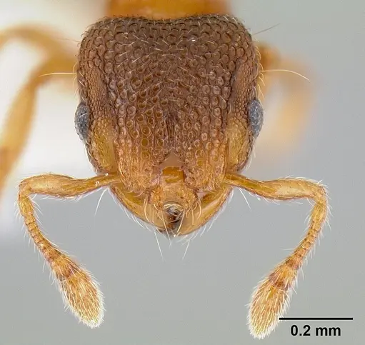 Mayriella ebbei specimen CASENT0106116 image casent0106116_2