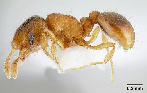 Mayriella ebbei specimen CASENT0106116 image casent0106116_3