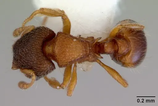 Mayriella ebbei specimen CASENT0172441 image casent0172441_1