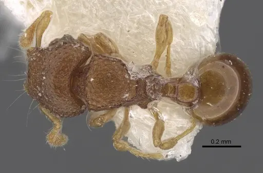 Mayriella granulata specimen CASENT0917358 image casent0917358_1