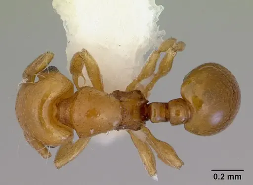 Mayriella overbecki specimen CASENT0172442 image casent0172442_1