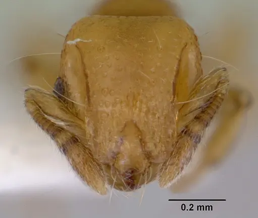 Mayriella overbecki specimen CASENT0172442 image casent0172442_2