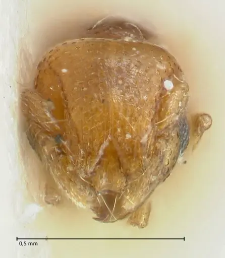 Mayriella overbecki specimen FOCOL1940-1 image focol1940-1_2