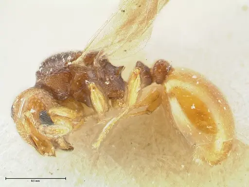 Mayriella overbecki specimen FOCOL1941-1 image focol1941-1_3