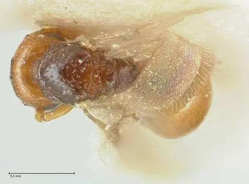 Mayriella overbecki specimen FOCOL1941-2 image focol1941-2_1