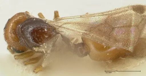 Mayriella overbecki specimen FOCOL1941-3 image focol1941-3_1