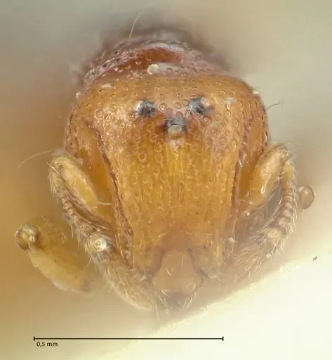 Mayriella overbecki specimen FOCOL1941-3 image focol1941-3_2