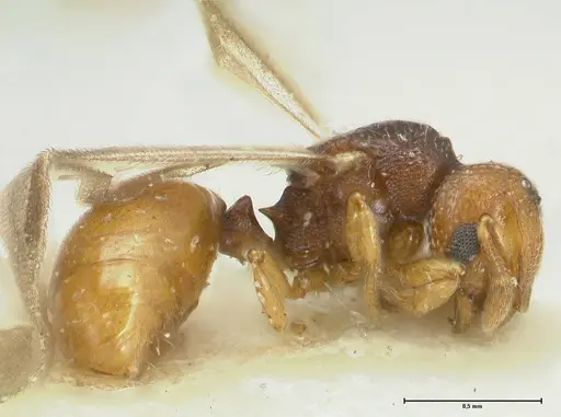 Mayriella overbecki specimen FOCOL1941-3 image focol1941-3_3