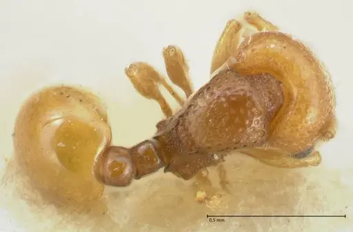 Mayriella overbecki specimen FOCOL1942 image focol1942_1