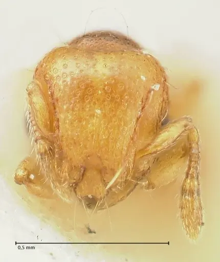 Mayriella overbecki specimen FOCOL1942 image focol1942_2