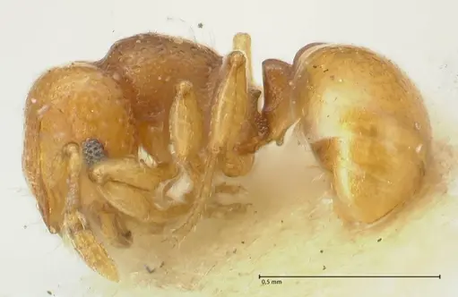 Mayriella overbecki specimen FOCOL1942 image focol1942_3