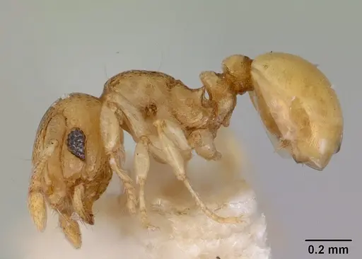 Mayriella sharpi specimen CASENT0172443 image casent0172443_3