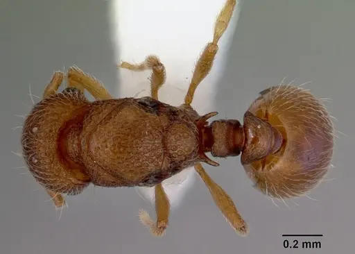 Mayriella spinosior specimen CASENT0172444 image casent0172444_1