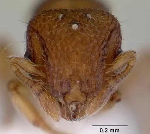 Mayriella spinosior specimen CASENT0172444 image casent0172444_2