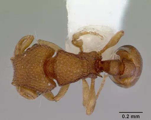 Mayriella spinosior specimen CASENT0172445 image casent0172445_1