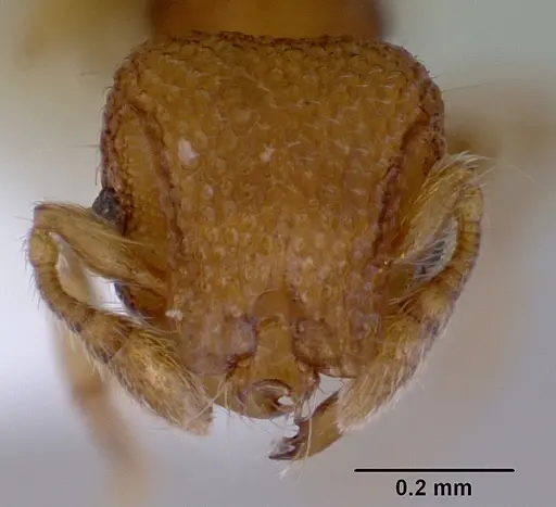 Mayriella spinosior specimen CASENT0172445 image casent0172445_2
