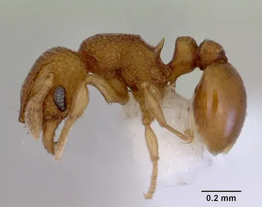 Mayriella spinosior specimen CASENT0172445 image casent0172445_3