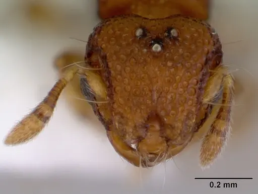 Mayriella transfuga specimen CASENT0172446 image casent0172446_2