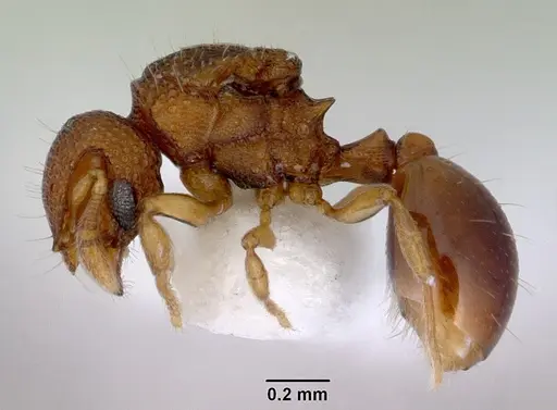 Mayriella transfuga specimen CASENT0172446 image casent0172446_3