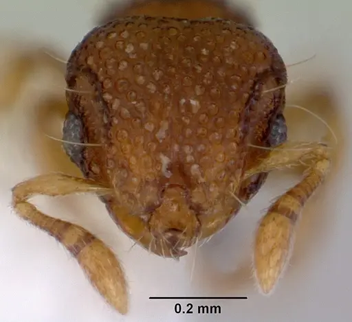 Mayriella transfuga specimen CASENT0172447 image casent0172447_2