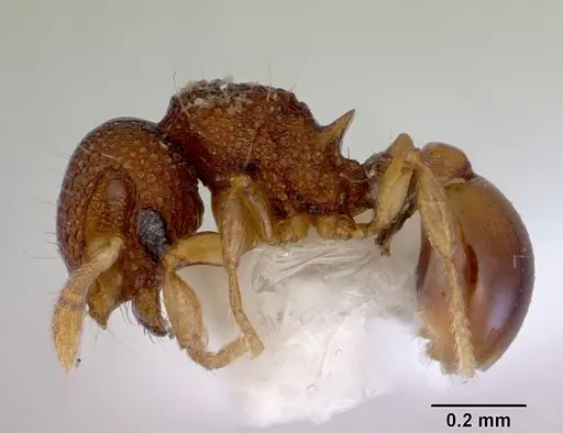 Mayriella transfuga specimen CASENT0172447 image casent0172447_3