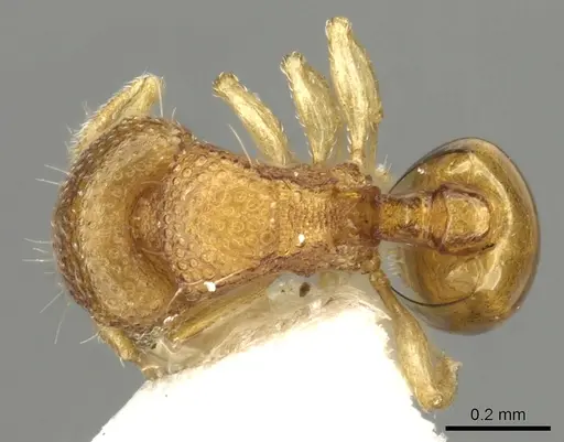 Mayriella transfuga specimen CASENT0902377 image casent0902377_1