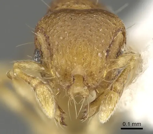 Mayriella transfuga specimen CASENT0902377 image casent0902377_2